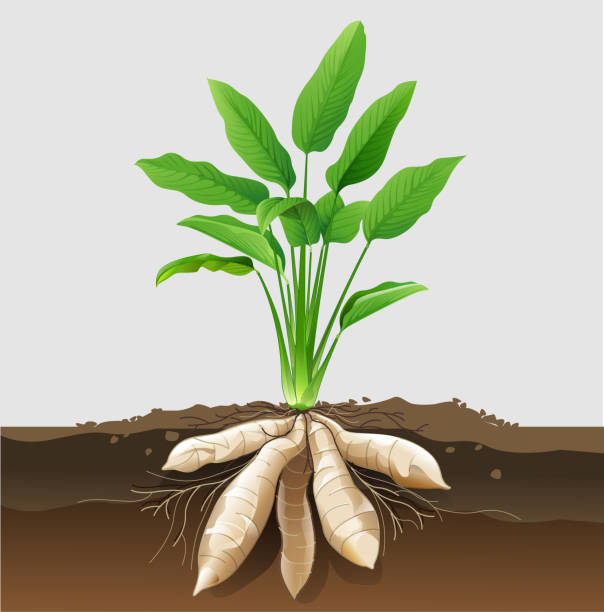 Arrowroot Icon 520+ Arrowroot Plant Stock Illustrations, Royalty-Free Vector Graphics ...