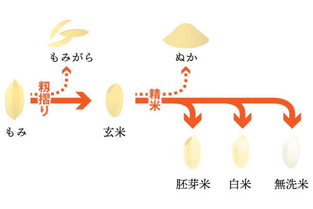 reismühlenprozess in japan vektorillustration. text bedeutet "reisgetreide", "reisschale", "schäler", "braun", "reispflanze", "poliert", "waschfrei". - rice paddy rice food short grain rice stock-grafiken, -clipart, -cartoons und -symbole