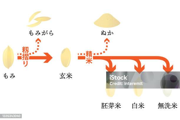 Hulling Process Rice Rice Milling Process In Japan Vector Illustration Text Means Rice Grain ...