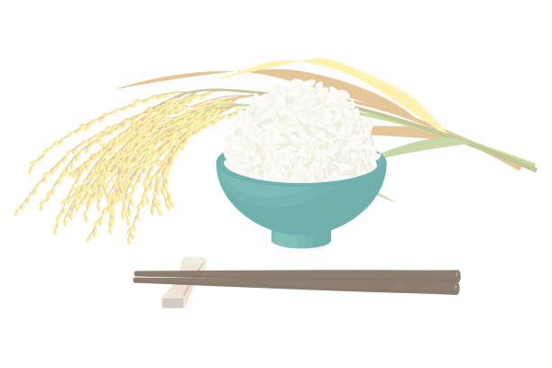 그릇 벡터 일러스트에 새로운 쌀. 일본의 고전적인 쌀 요리. - rice paddy rice food short grain rice stock illustrations