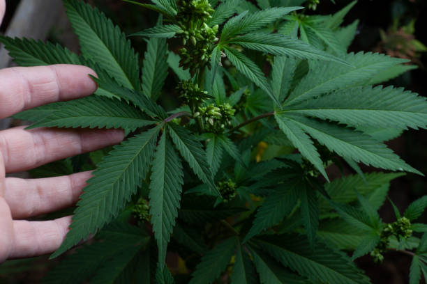 istock cannabis flower and leaves in farm 1335343193