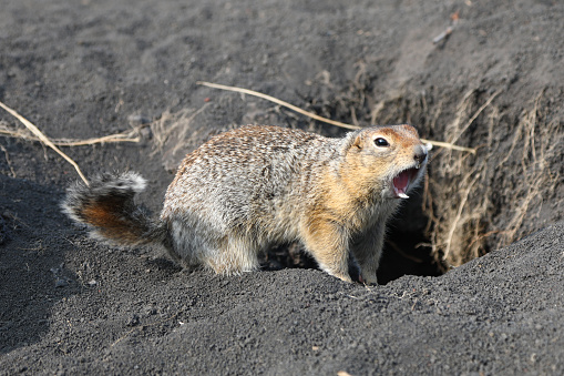 Arctic ground squirrel (evrajka) at Tolbachik volcano, Kamchanka peninsula