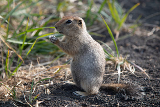 A gold mantled ground squirrel stands at attention in Glacier National park.