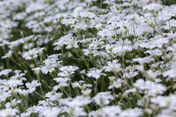 istock Cerastium biebersteinii or boreal chickweed white flowers 1335347141