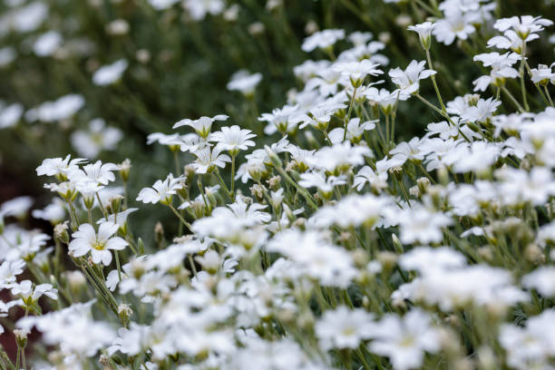 istock Cerastium biebersteinii or boreal chickweed white flowers 1335347142