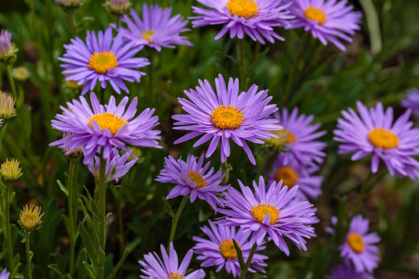 istock Purple flowers of Alpine Aster (Aster alpinus) 1335347401
