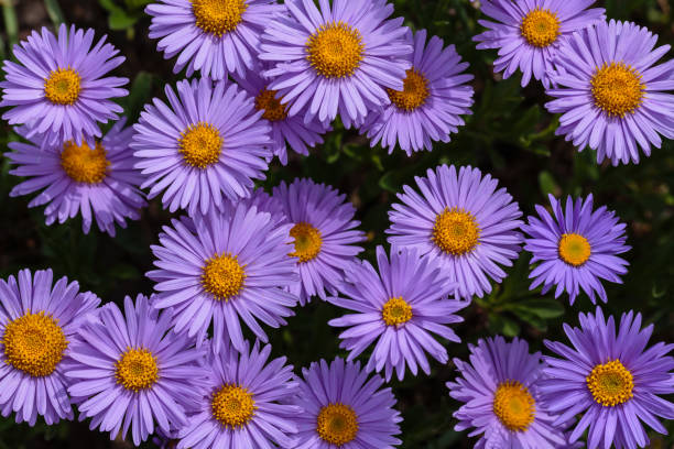 istock Purple flowers of Alpine Aster (Aster alpinus) 1335347787