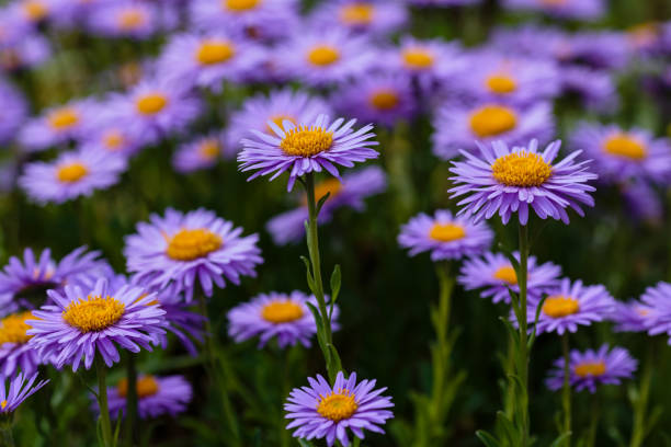 istock Purple flowers of Alpine Aster (Aster alpinus) 1335347788
