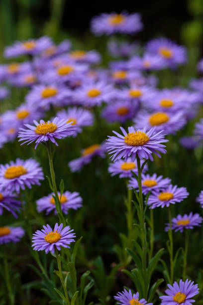 istock Purple flowers of Alpine Aster (Aster alpinus) 1335347789