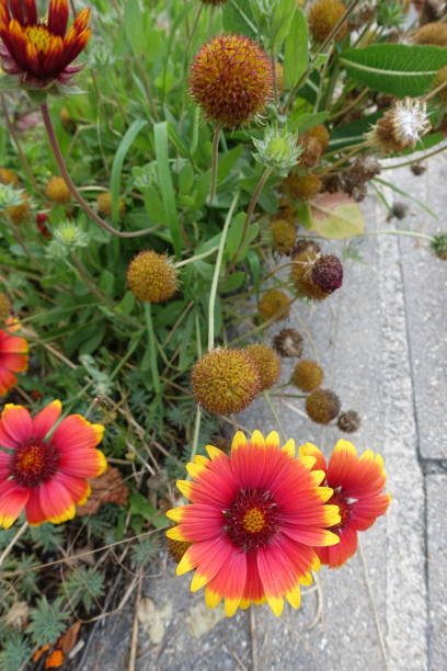 istock Gaillarde bicolour red and yellow  Multi-year flower   Summer season 1335348549