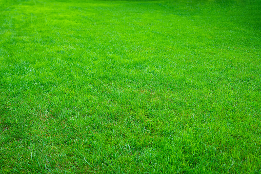 Photo of lush green grass lawn field
