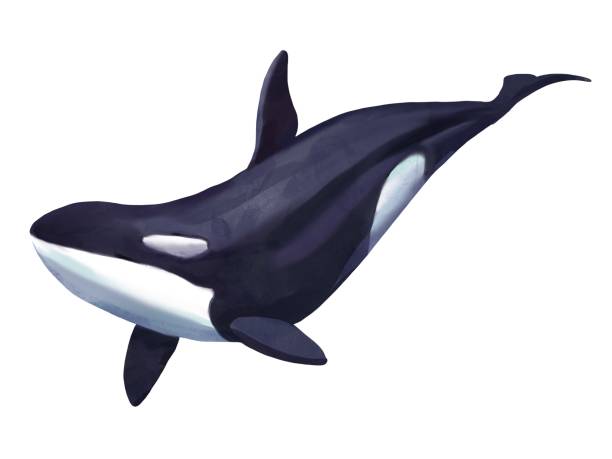 istock watercolor illustration of a killer whale, orca isolated on white background 1335349354