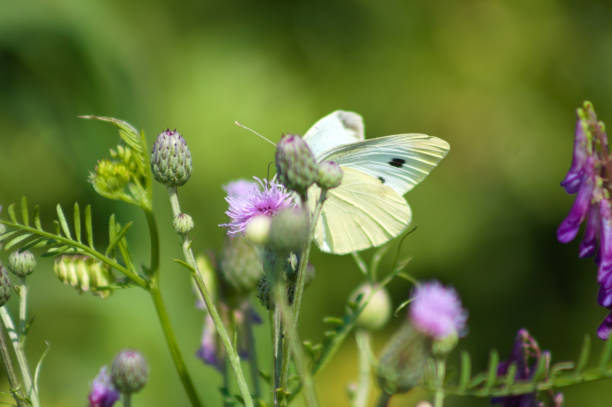 istock White butterfly on creeping thistle close-up with blurred background 1335349951