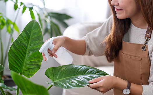 A beautiful young asian woman taking care and watering houseplants by spray bottle at home