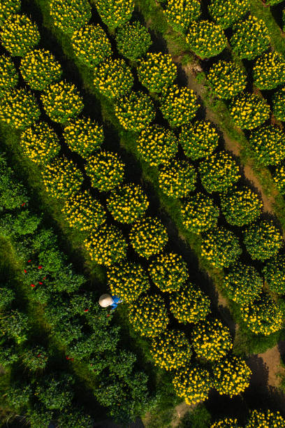 istock Take care chrysanthemum flowers 1335350186