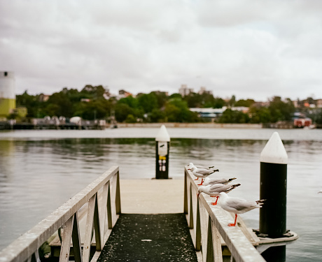 Seagulls on Foot Bridge at Sydney Fish Markets