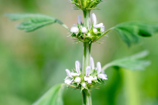 istock Close-up Lagopsis Supina with white flowers 1335352860