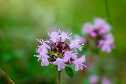 Close up of lavender flowers of alfalfa, Medicago sativa.
