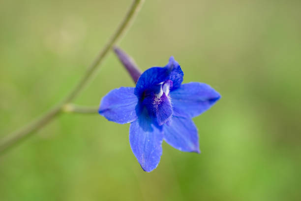 Beautiful wild Delphinium blooms in the mountains.