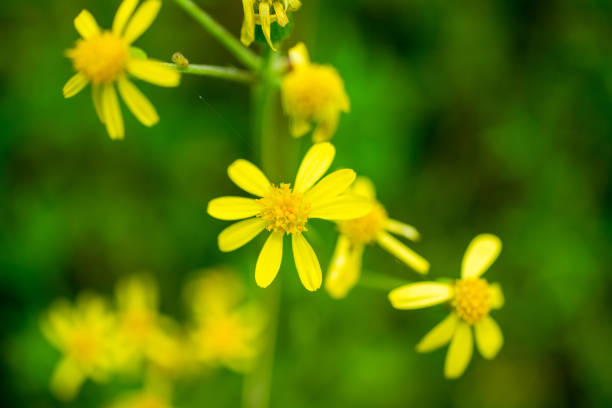 istock Close-up wild Tephroseris crispa yellow flowers. 1335352904
