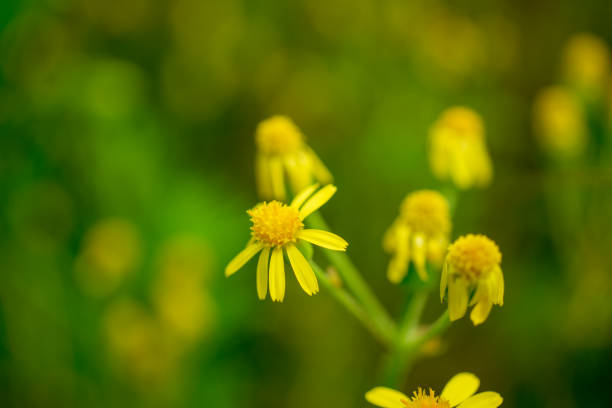 istock Close-up wild Tephroseris crispa yellow flowers. 1335352914