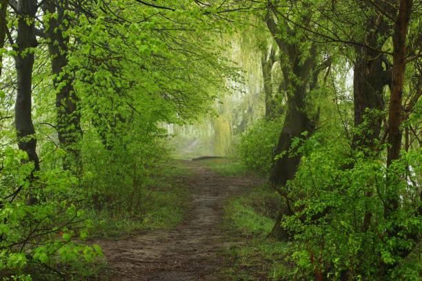 istock Beautiful road in the summer forest 1335354389
