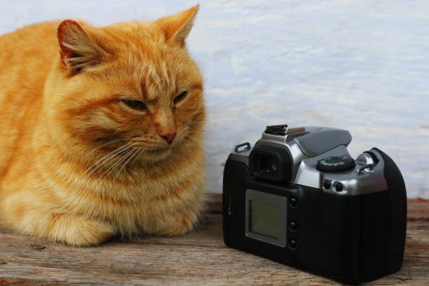 istock The red cat is sitting near the camera 1335354506