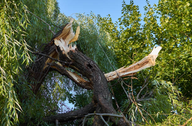 branche d’arbre cassée. branche de saule endommagée par la tempête - tree broken branch dividing photos et images de collection