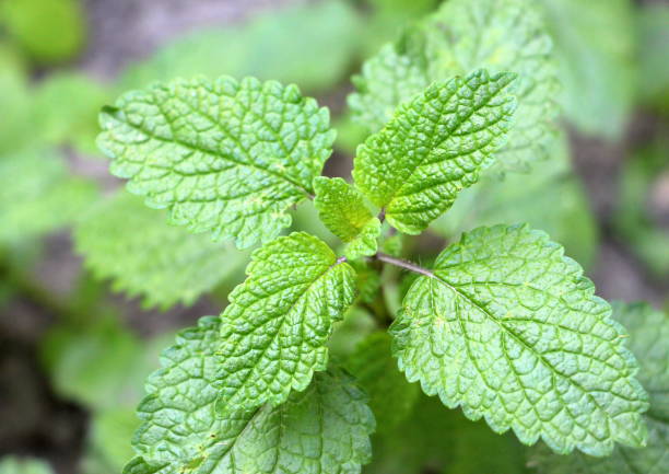 melisse medizinisch. züchten sie gesunde essbare bio-pflanzen in ihrem bauerngarten. - lemon balm stock-fotos und bilder