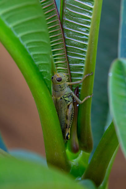 istock Macro view of a green grasshopper on a leaf on a plumeria bush leaf 1335355514