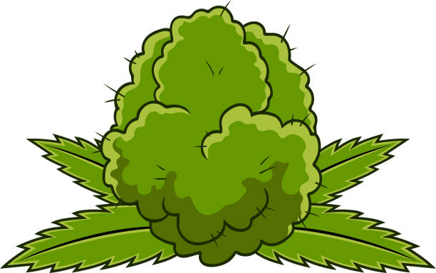Cartoon Green Weed Bud z liśćmi marihuany – artystyczna grafika wektorowa