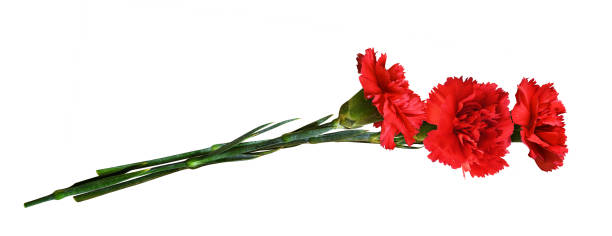 istock Three red carnation flowers in a bouquet isolated 1335355783
