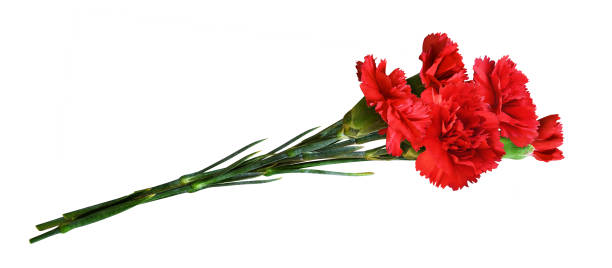 istock Red carnation flowers in a bouquet isolated 1335355790