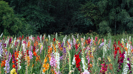 A field of pink tulips