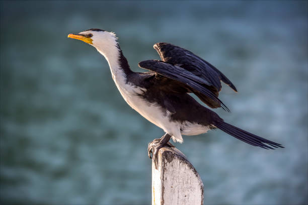 cormorano pied - crested cormorant foto e immagini stock