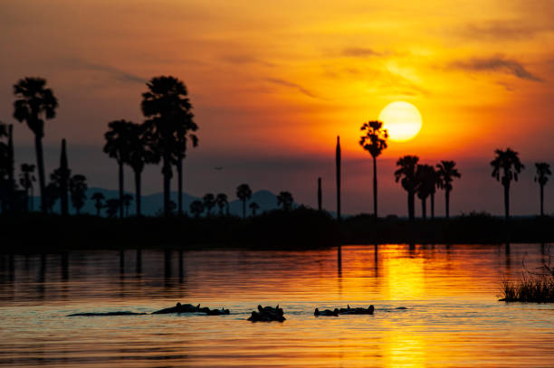 istock Hippos in front of a perfect African sunset 1335361388