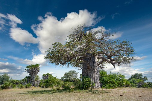 Huge African Baobab tree (Adansonia digitata) in the dry savannah of Selous Game Reserve (now: Nyerere National Park), Tanzania/East Africa.\n\nNyerere National Park is the largest national park in Tanzania and also one of the world's largest wildlife sanctuaries and national parks.
