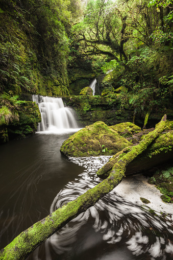 Immerse in the lush green temperate rainforest of New Zealand, where a pristine waterfall graces the landscape. Discover pure natural serenity.