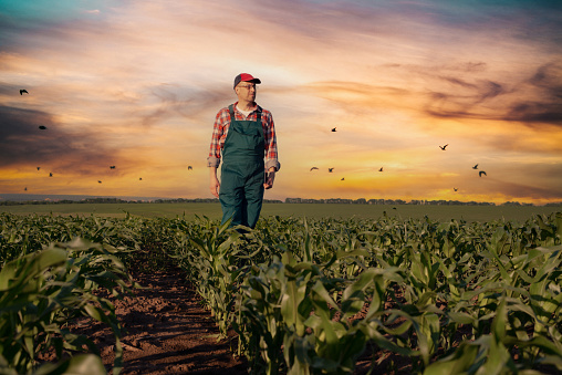 Caucasian middle age farm worker walk along maize stalks in fields sunset time somewhere in Ukraine
