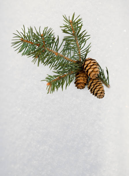 istock Winter small compositions in the snow. Hello winter. Pine and cones. Top view, flat lay, copy space for your text 1335365158