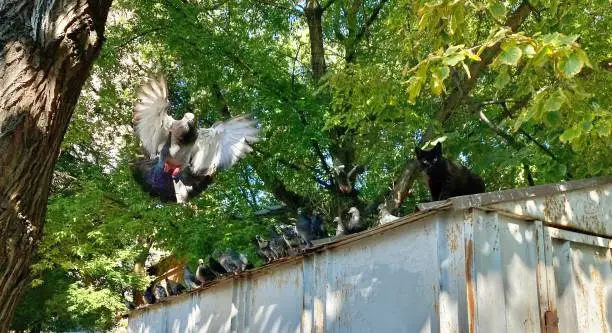 Photo of Cat and birds pigeons sitting together on the roof of the garage.