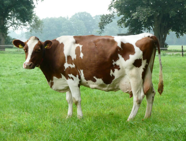 istock Typical Dutch: a cow in a pasture with trees at the border 1335367555