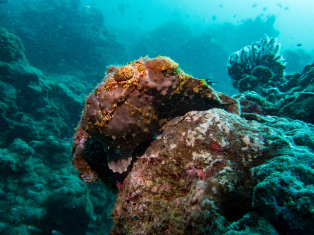 istock Brown Frog fish hire on the hard coral reef. 1335367928