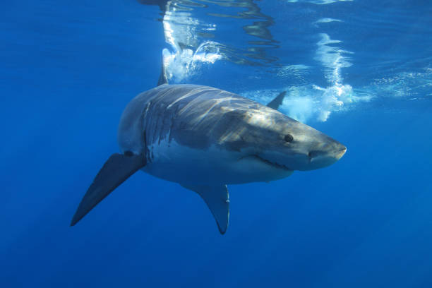 istock great white shark, Carcharodon carcharias, observed at Isla Guadalupe, Mexico 1335368767