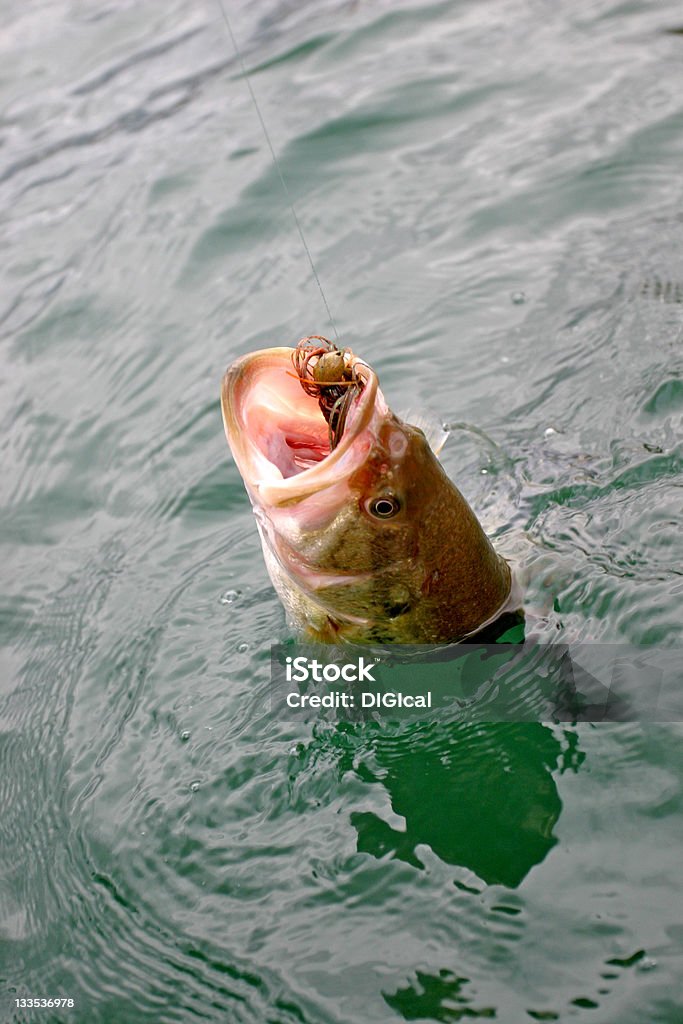 bass fishing large mouth bass hooked on a jig Animal Mouth Stock Photo