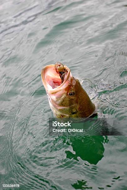 Bass Fishing Stock Photo - Download Image Now - Animal Mouth, Catching, Fish