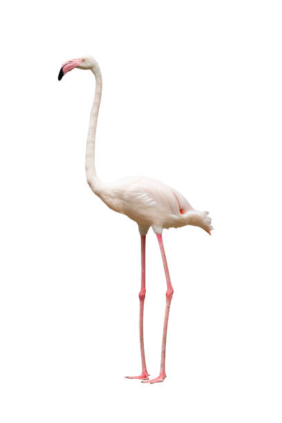 istock Flamingo standing and looking into a distance isolated on white background 1335369809