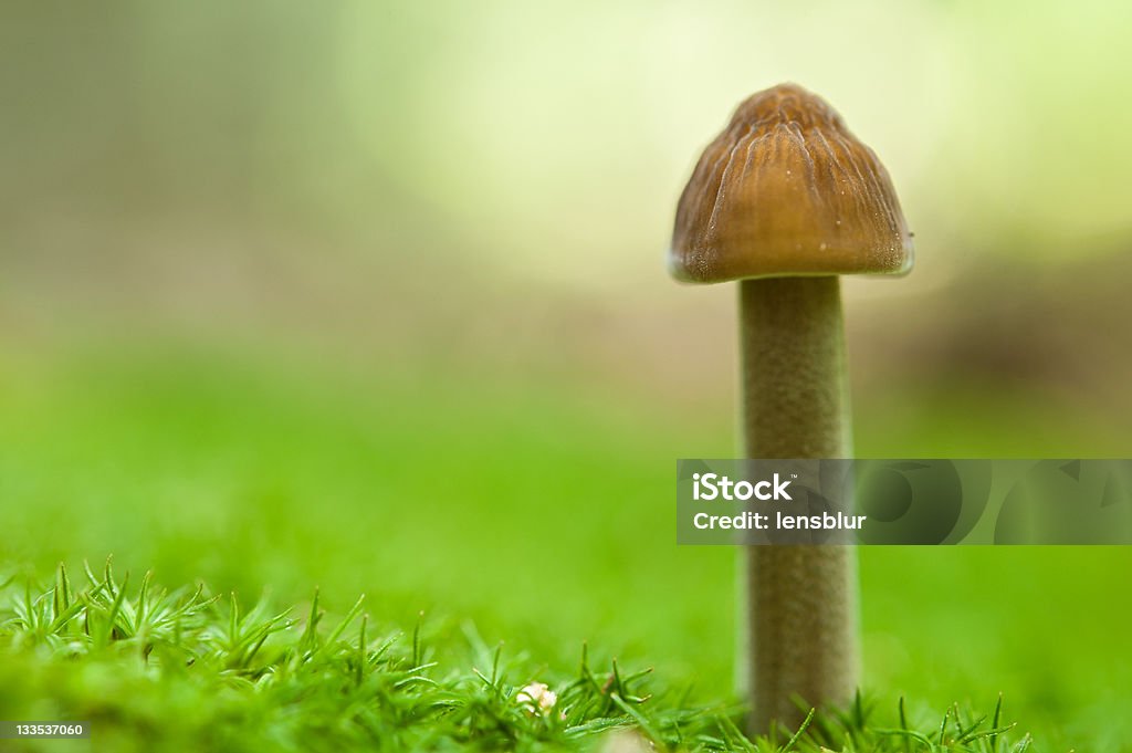 mini de tipo seta moss - Foto de stock de Aire libre libre de derechos