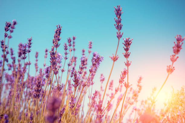 istock Flowering Lavender against blue sky in summer during sunrise 1335372004