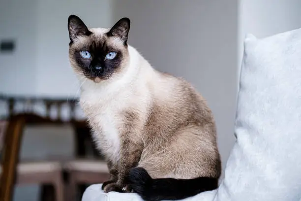 A Siamese cat is looking at camera.